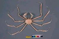 藏品(多槳扁蛛蟹)的圖片